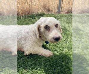 Bichon Frise Dogs for adoption in Lakewood, CO, USA