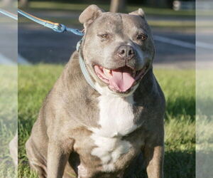 American Pit Bull Terrier-Unknown Mix Dogs for adoption in Brooklyn Center, MN, USA