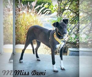 Doberman Pinscher-Unknown Mix Dogs for adoption in Tustin, CA, USA