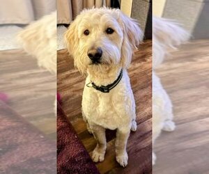 Labradoodle Dogs for adoption in Cottage Grove, MN, USA