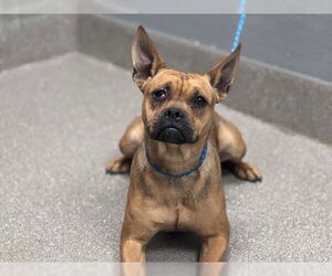 French Bulldog-Unknown Mix Dogs for adoption in Las Vegas, NV, USA