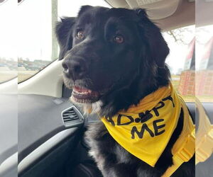 Border Collie-Unknown Mix Dogs for adoption in Vail, AZ, USA