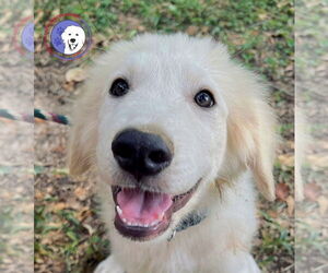 Great Pyrenees Dogs for adoption in Spring, TX, USA