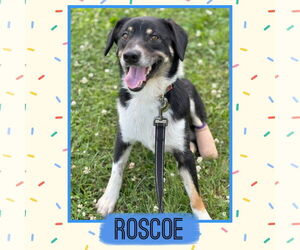 Border-Aussie Dogs for adoption in Williamsburg, IA, USA