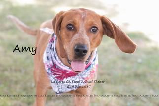 Coonhound Dogs for adoption in La Porte, IN, USA