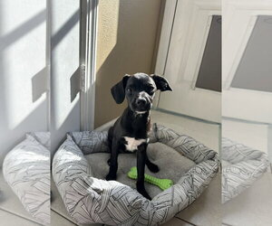 Mutt Dogs for adoption in Morganville, NJ, USA