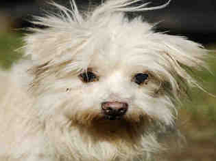 Havanese Dogs for adoption in Long Beach, CA, USA
