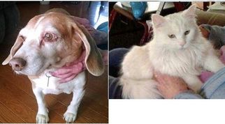 Beagle Dogs for adoption in Harrisonburg, VA, USA