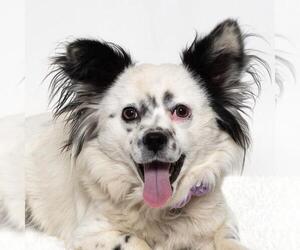 Papillon-Unknown Mix Dogs for adoption in Santa Maria, CA, USA