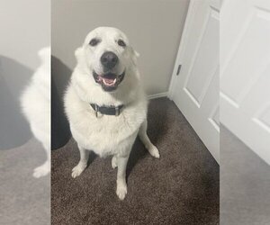 Great Pyrenees Dogs for adoption in Ogden, UT, USA