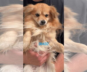 Pomeranian-Spaniel Mix Dogs for adoption in Chico, CA, USA