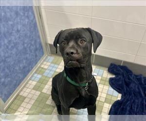 Boxer-Unknown Mix Dogs for adoption in Fort Collins, CO, USA