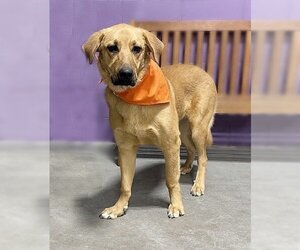 Medium Photo #2 Golden Labrador Puppy For Sale in Genesee, WI, USA