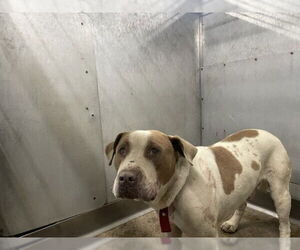 American Pit Bull Terrier-Unknown Mix Dogs for adoption in San Bernardino, CA, USA
