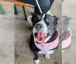 Mutt Dogs for adoption in Holly Springs, NC, USA