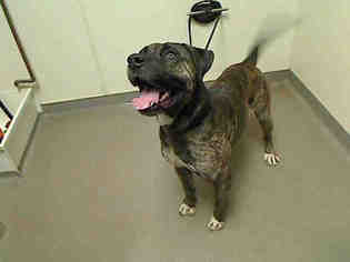 Presa Canario Dogs for adoption in Denver, CO, USA