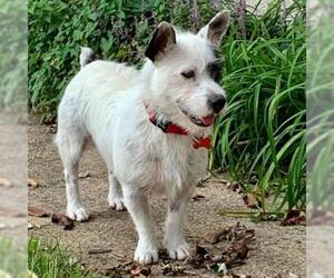 Jack Russell Terrier Dogs for adoption in Potomac, MD, USA