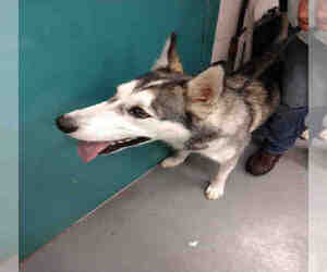 Siberian Husky Dogs for adoption in Peoria, IL, USA