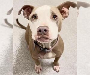 Mutt Dogs for adoption in Houston, TX, USA