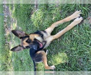 German Shepherd Dog Dogs for adoption in Wylie, TX, USA