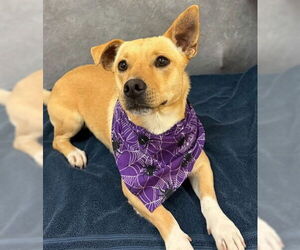 Chihuahua-Unknown Mix Dogs for adoption in Canton, CT, USA