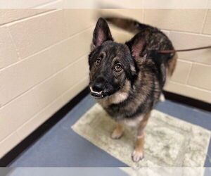 German Shepherd Dog-Unknown Mix Dogs for adoption in Denver, CO, USA