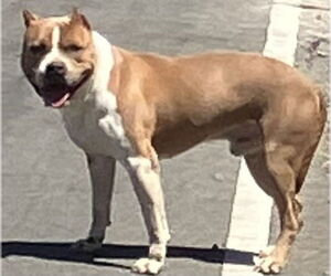 American Staffordshire Terrier-Unknown Mix Dogs for adoption in Camarillo, CA, USA