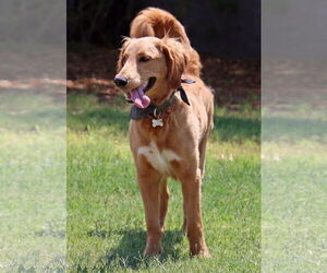 Goldendoodle Dogs for adoption in Glendale , AZ, USA