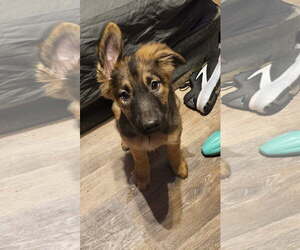 Mutt Dogs for adoption in Fort Collins, CO, USA