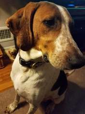 Medium Photo #1 Treeing Walker Coonhound-Unknown Mix Puppy For Sale in Toms River, NJ, USA