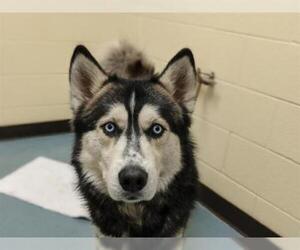 Alusky Dogs for adoption in Denver, CO, USA