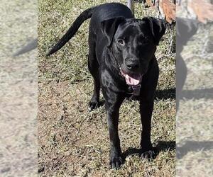 Labrador Retriever Dogs for adoption in Grand Haven, MI, USA