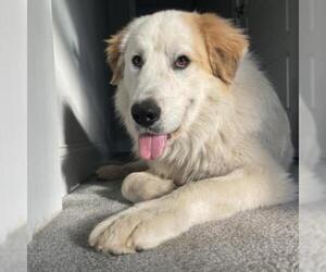 Great Pyrenees Dogs for adoption in Potomac, MD, USA