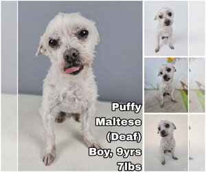 Maltese Dogs for adoption in Seattle, WA, USA