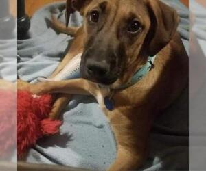 Redbone Coonhound Dogs for adoption in Overland Park, KS, USA