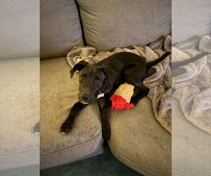 Labrador Retriever-Unknown Mix Dogs for adoption in Mobile, AL, USA