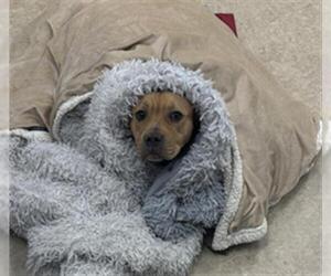 American Pit Bull Terrier Dogs for adoption in Saginaw, MI, USA