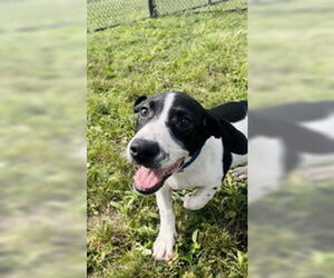 Mutt Dogs for adoption in Oskaloosa, IA, USA