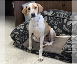 Pointer-Unknown Mix Dogs for adoption in Conroe, TX, USA