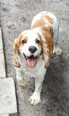Cocker Spaniel Dogs for adoption in DeLand, FL, USA