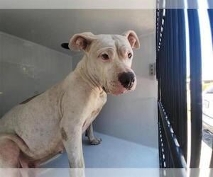 American Pit Bull Terrier-Unknown Mix Dogs for adoption in Houston, TX, USA