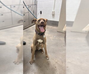 German Shepherd Dog Dogs for adoption in Forestville, MD, USA