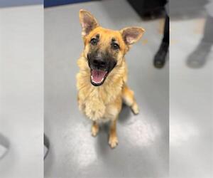 German Shepherd Dog Dogs for adoption in Peoria, IL, USA