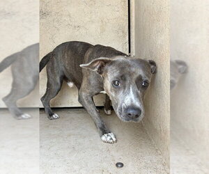 Mutt Dogs for adoption in Oklahoma City, OK, USA