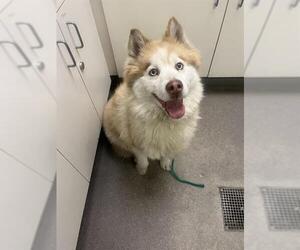 Siberian Husky Dogs for adoption in HESPERIA, CA, USA