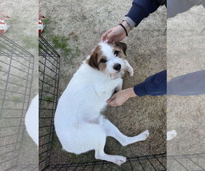 Jack Russell Terrier Dogs for adoption in Sanford, FL, USA