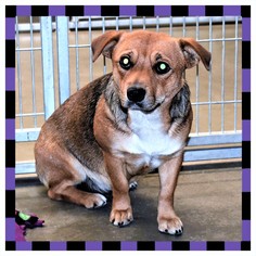 Corgi Basset Dogs for adoption in San Jacinto, CA, USA