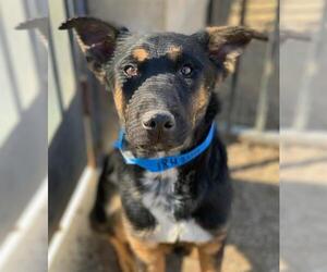 German Shepherd Dog-Unknown Mix Dogs for adoption in Riverside, CA, USA