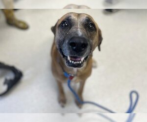 Black Mouth Cur Dogs for adoption in Norfolk, VA, USA