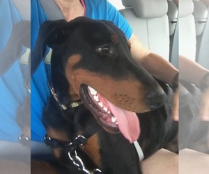 Doberman Pinscher Dogs for adoption in Mission Viejo, CA, USA